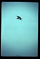 10581-00019-Osprey, Pandion halliaetus.jpg