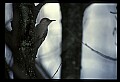 10598-00002-Red-bellied Woodpecker, Melanerpes carolinus.jpg