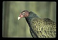 10599-00010-Vultures, Turkey Vulture, Cathartes aura.jpg
