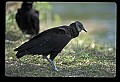 10599-00020-Vultures, Black Vulture, Coragyps atratus.jpg