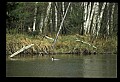 10600-00003-Ducks, General-Common Merganser.jpg