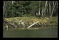 10600-00005-Ducks, General-Common Merganser.jpg