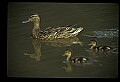 10600-00007-Ducks, General-Mallard hen with Chicks.jpg