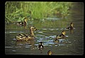 10600-00010-Ducks, General-Mallard hen with Chicks.jpg