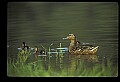 10600-00015-Ducks, General-Mallard hen with Chicks.jpg