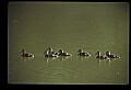10600-00016-Ducks, General-Mallard hen with Chicks.jpg