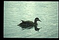10600-00018-Ducks, General-Mallard hen with Chicks.jpg