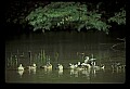 10600-00019-Ducks, General.jpg