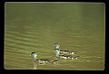 10600-00020-Ducks, General.jpg