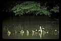 10600-00021-Ducks, General.jpg