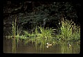 10600-00022-Ducks, General.jpg