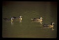 10600-00023-Ducks, General.jpg