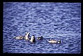 10600-00024-Ducks, General.jpg