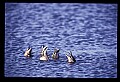 10600-00027-Ducks, General.jpg
