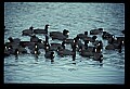 10605-00010-Waterbirds-General-American Coot, Fulica americana.jpg