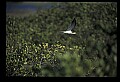 10605-00013-Waterbirds-General-.jpg