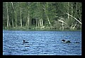 10605-00023-Waterbirds-General-Common Loon, Gavia immerion.jpg