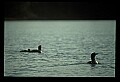 10605-00033-Waterbirds-General-Common Loon, Gavia immerion.jpg