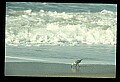 10605-00036-Waterbirds-Genera.jpg