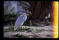 10609-00001-Egrets, General.jpg