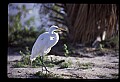 10609-00002-Egrets, General.jpg