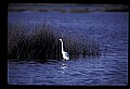 10609-00003-Egrets, General.jpg