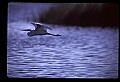 10609-00004-Egrets, General.jpg