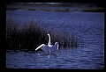 10609-00005-Egrets, General.jpg