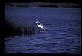 10609-00006-Egrets, General.jpg