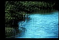 10609-00008-Egrets, General.jpg