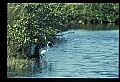 10609-00010-Egrets, General.jpg