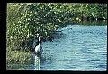 10609-00011-Egrets, General.jpg