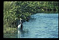 10609-00012-Egrets, General.jpg