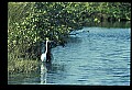 10609-00013-Egrets, General.jpg