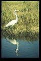 10609-00014-Egrets, General.jpg