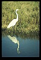 10609-00016-Egrets, General.jpg