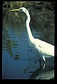 10609-00017-Egrets, General.jpg