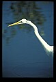 10609-00018-Egrets, General.jpg
