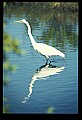 10609-00019-Egrets, General.jpg