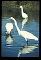 10609-00020-Egrets, General.jpg