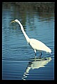 10609-00021-Egrets, General.jpg