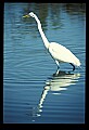 10609-00022-Egrets, General.jpg