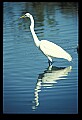 10609-00023-Egrets, General.jpg