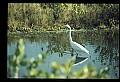 10609-00024-Egrets, General.jpg