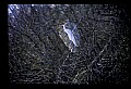 10609-00025-Egrets, General.jpg