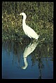 10609-00026-Egrets, General.jpg