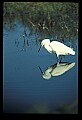 10609-00027-Egrets, General.jpg