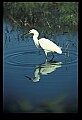 10609-00028-Egrets, General.jpg