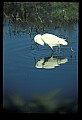 10609-00029-Egrets, General.jpg