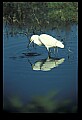 10609-00030-Egrets, General.jpg